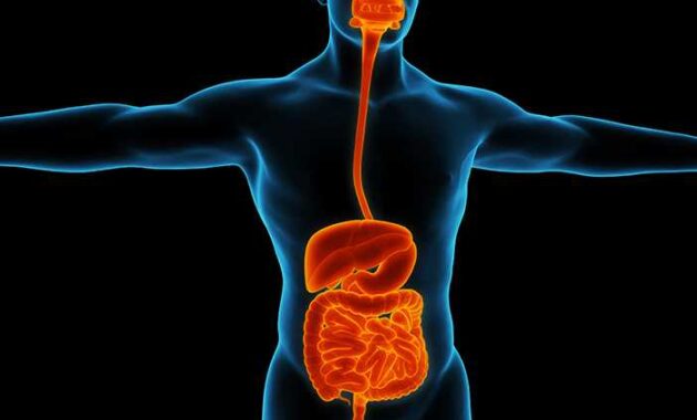 Pencernaan Pengertian, Organ, Proses dan Gangguan