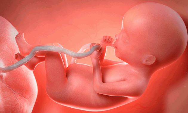 Plasenta Pengertian, Fungsi, Struktur dan Gangguan