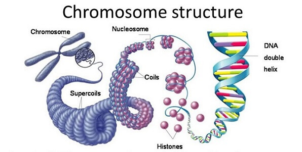 Pengertian Kromosom Adalah Ciri, Bagian dan Macammacamnya