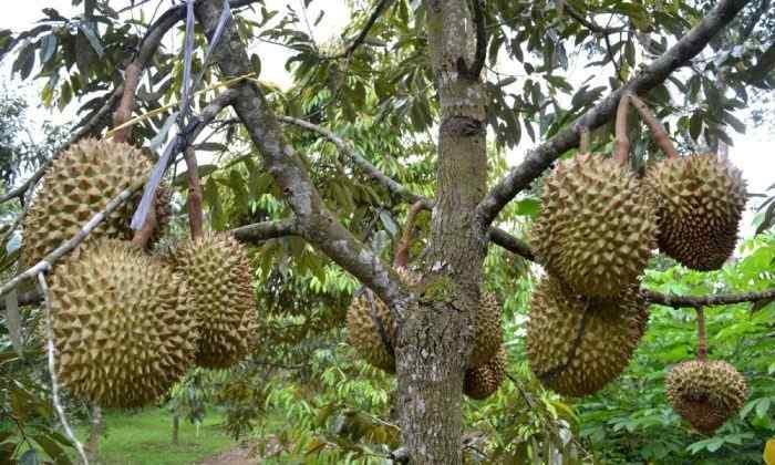 5 Cara Budidaya Tanaman Durian Agar Hasil Melimpah - Ilmu Pertanian
