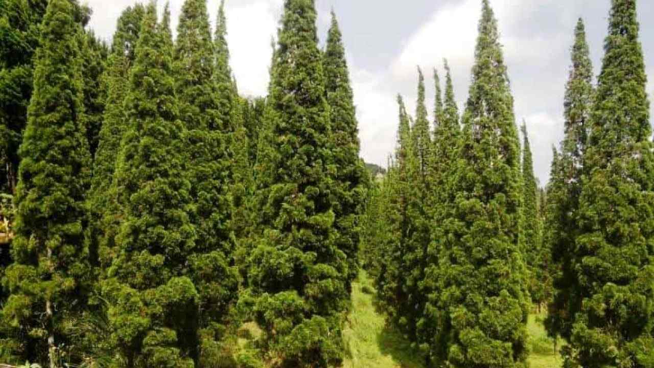Cara Budidaya Pohon Cemara Secara Mudah Ilmu Pertanian