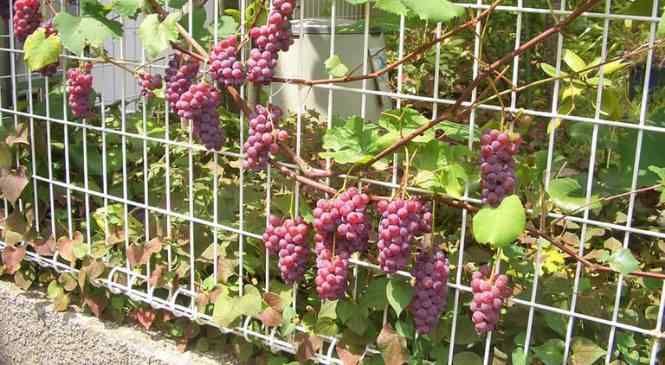 Syarat Tumbuh Tanaman Anggur Ilmu Pertanian